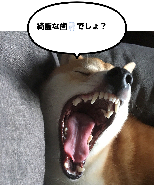 いつまでも綺麗な歯🦷が保てますように✨
歯磨き頑張ろうねぇ❣️