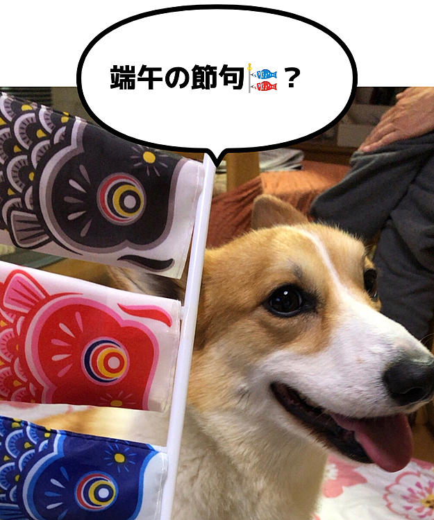 2日早い端午の節句🎏
一足早く撮影されまちた🤣