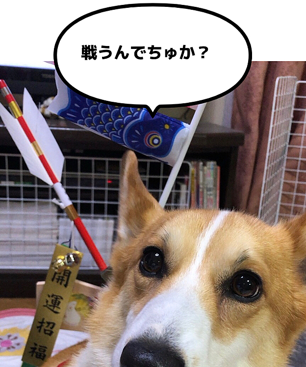 戦の準備完了🎏
でも。。後ろに背負ってるのは正月の破魔矢だよ？笑笑