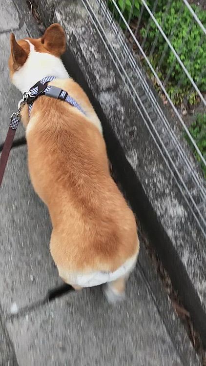 ちゅかれたから、ゆっくり歩いてやるっ💦💦
今日もまあると遊んで楽しかった。。おかーさんでした💕👍