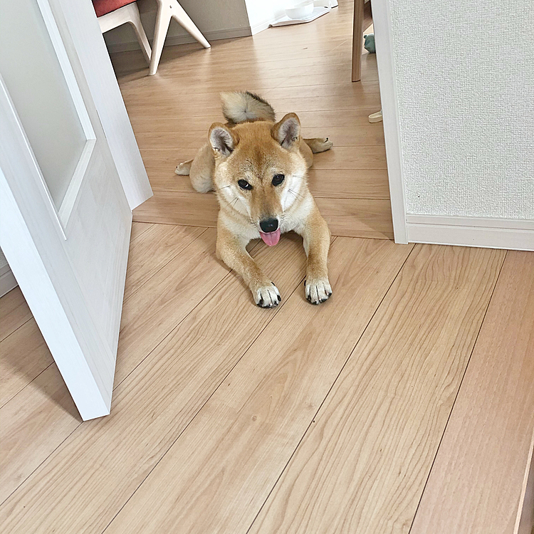 ママ〜散歩に行きたいけどちょっと待って😰✋リードが怖いの(＞＜)少し勇気がいるの💓 💦