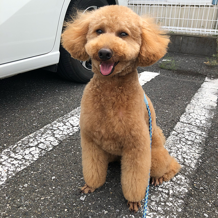 トリミングに行ってきました😊
4月中旬に行く予定だったのですが、コロナの影響でいつも言っているところが自粛になってしまったため、なんとか可能な所を探して今日になりました。
初めてのところです。
以前の写真を見せて説明をしたりしましたが、いつもよりはちょっと長めな仕上がりですかね😅
ということでいつもほどは猿っぽくないかな？🐒