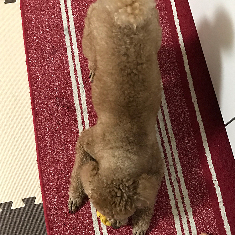 5/4
昨日は雨で散歩なかったので仕事から帰ってきて、追いかけっこして、ライオン丸で遊びました😊