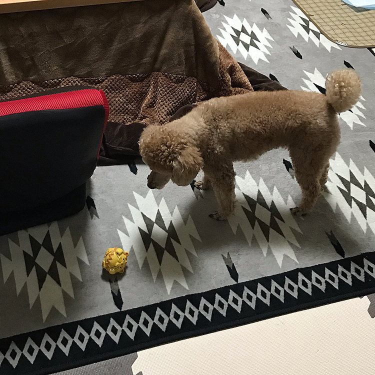 ライオン丸と睨めっこしてからの⤴️