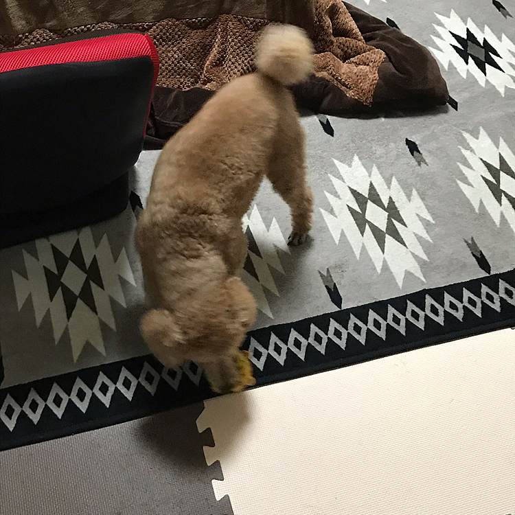 母ちゃんとこに持って行かなきゃ💨
この繰り返しです🤣