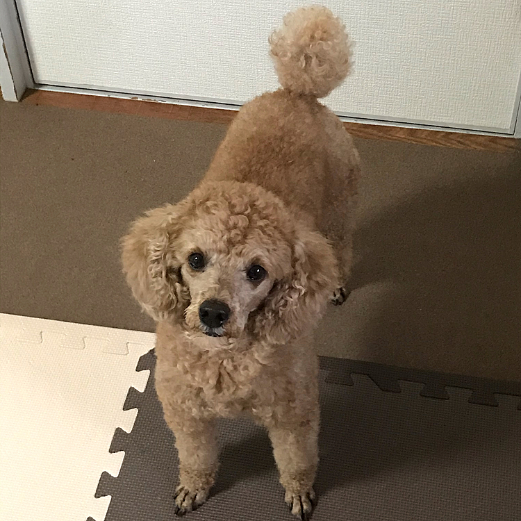 終了時には、こうやって母ちゃんを見上げてきます😍