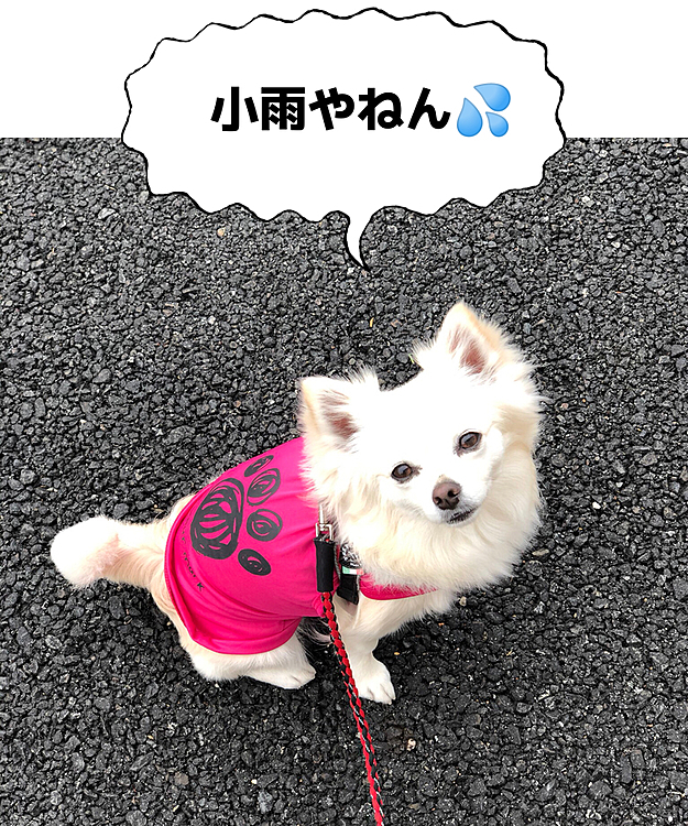 おはようございます😄
朝ん歩に行こうとしたら小雨が💦
気合い入れて行くよ〜🐾👣