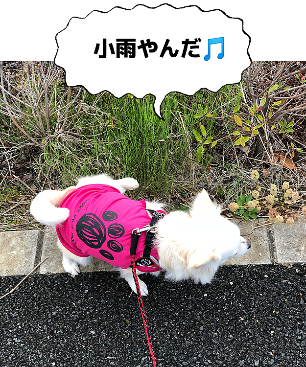 ほらなぁ❓
すぐ止むって言ったや〜ん😂
しっかり朝練しときやぁ🎵