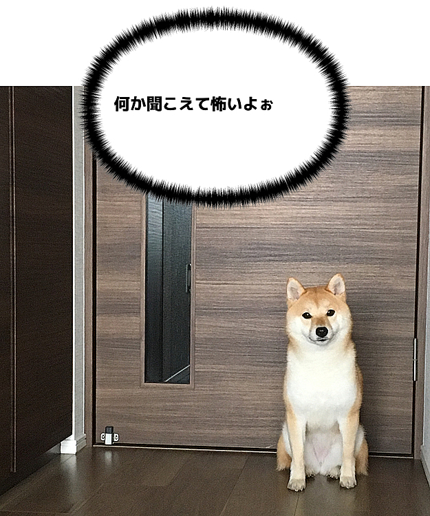 リビングの窓を開けていると、ゴミ収集者の音声が聞こえてきて、急に怖がり出したせつ

どこからか声がするので怖かったかな💦
ドアの前から動かなくなってしまいました😮
私が朝ごはんを食べていて近づかない…
よほどリビングに近づくのが嫌なようです

少し前、テレビを急に怖がり出した時期もあって、つけている間はリビングに近づきませんでした😰
いつのまにか1週間ほどで克服してたけど…
何に怯えたのかは謎です

音声が消えてもしばらく警戒しているせつです

