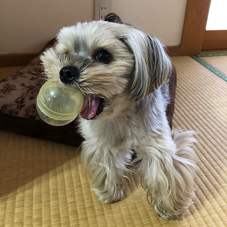 ステイホーム🏠で、カプセルを使ってお宝探しをして遊びました。
