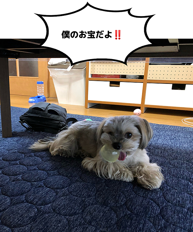 見つけたお宝を渡さないと言い張る銀です😆
自分でカプセルを開けれないから、中のお宝を食べれないけどね🤣🤣