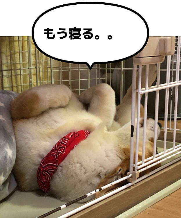 寝てるんだから起こさないでよぉ〜💦
まだ9時前だけど？笑笑
あ、ボカシ無しですが🌀
18禁です🤣😃笑笑