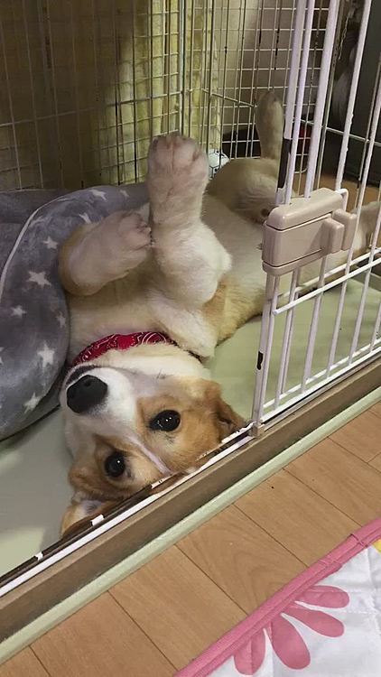 寝てるといつも邪魔される。。🤣