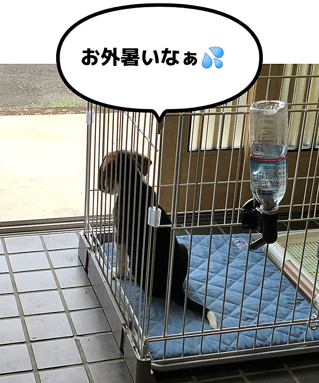 2018.7.19
ココ🏠に来て3日目
暑いから青いクールマットを買ってあげたら、3時間で破壊された‼️😫
