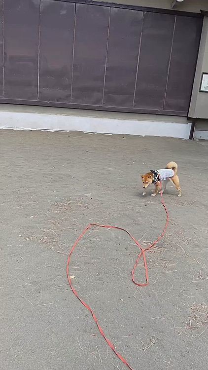 午後、お散歩しました🐾
ボールで持ってこい！を教えたいのですが櫂はボールに興味がありません😅