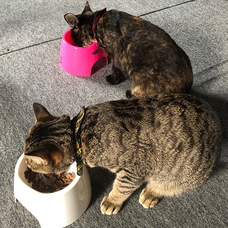 ㊗ぱーんぱかぱーん🎉
🎉生後9ヶ月になりました！🎉

今日のご飯はプレミアムなウェットフードontheカリカリ🐾