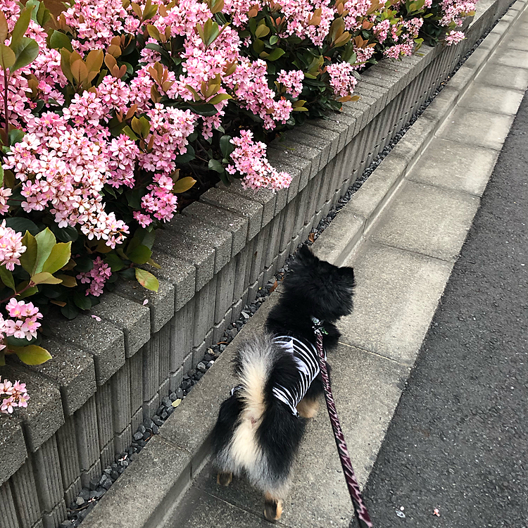 朝夕と40分ずつのお散歩🐾

雨だと思ってたので
行けてラッキーです☘️✨

