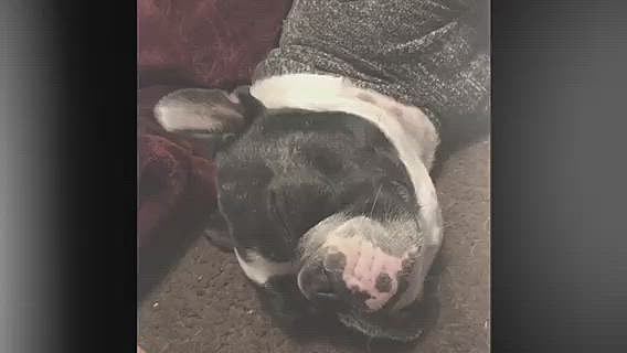 ビーズクッションの形を整えたものの、結局私の足下に来てイビキかいてます💤😄