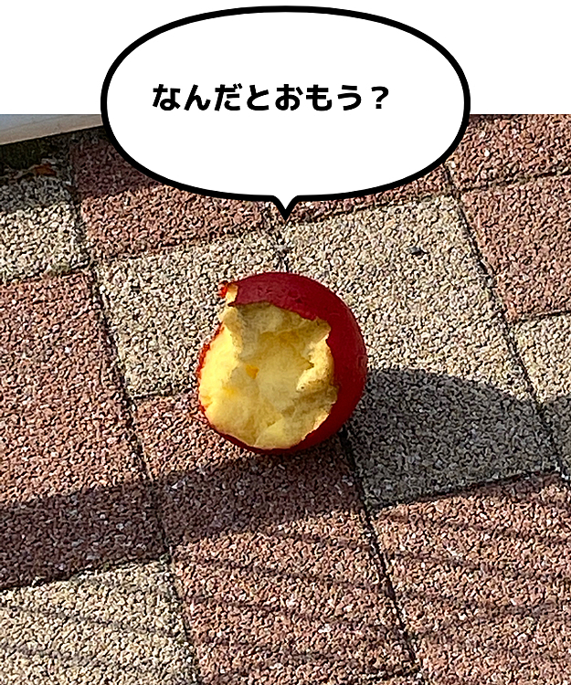 帰る直前、これを見つけました。
かーさんはリンゴに見えたらしく、面白いからって写真撮ってました。でもよく見たらボールでした。
私は最初からリンゴじゃないってわかってたんだけどね。