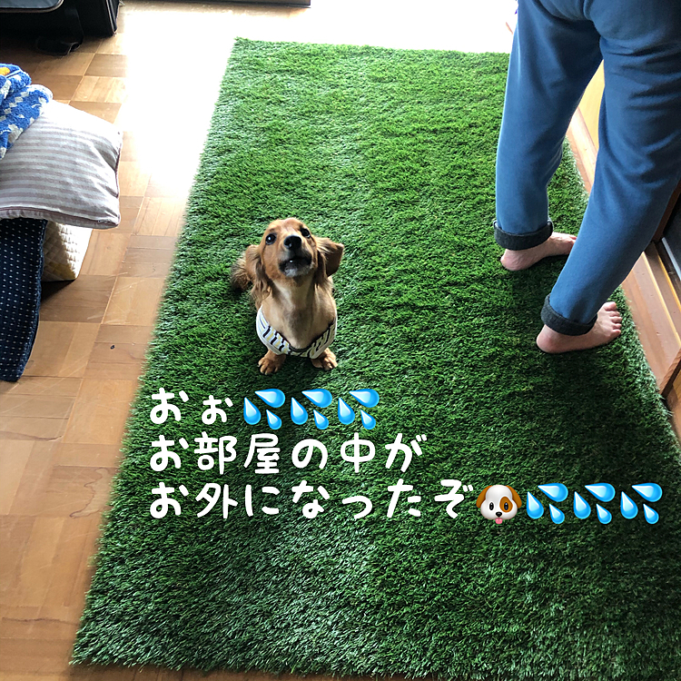 この連休はお出掛け出来ないので､空いてるお部屋をココ太郎🐶用の室内リハビリルームに改造してまして💡
いよいよ本編の人工芝を張ってみました💡
1m×2mの少し毛足の長い仕様をチョイスしてみたらこれがバッチリイイ感じにお外を再現出来ました👍👍👍
水が浸透する様なので､コレの下にペットシーツを敷いておけばたとえオシッコをしちゃってもシートを替えて､人工芝自体は週末辺りに洗ってあげれば充分外気分を味わえると思います😆👍👍👍