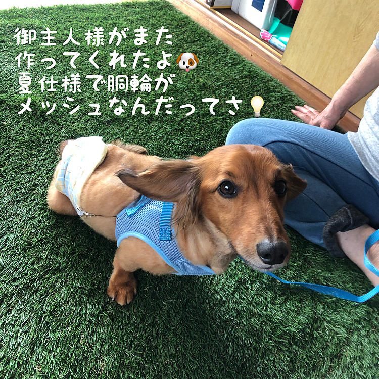 それと､以前に自作したワニ口クリップ付きの胴輪をメッシュ仕様にして作ってあげたら､コレはコレでまた涼しげになりました✨✨✨
コレで夏も乗り切れそうです👍👍👍
コレから6月💦
雨の季節で尚且つコロナで外出自粛となると外でのリハビリ出来なくなりそうだから💦
今回の工作も大成功~~~😆😆😆