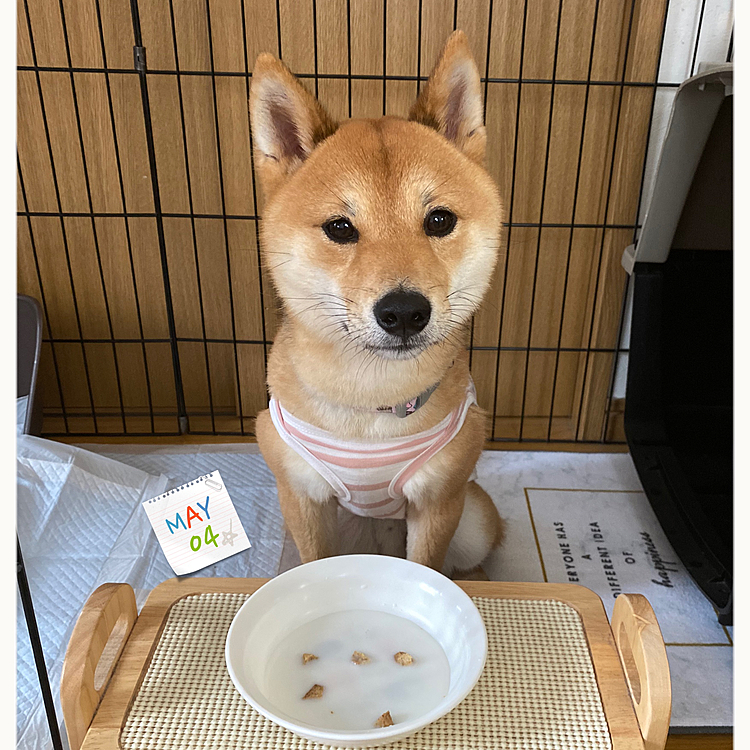 昨日の櫂さんです😊
お散歩後はいつもヤギミルク🥛を飲みます。
この日はおやつの残りのクッキーを入れてあげました🍪
