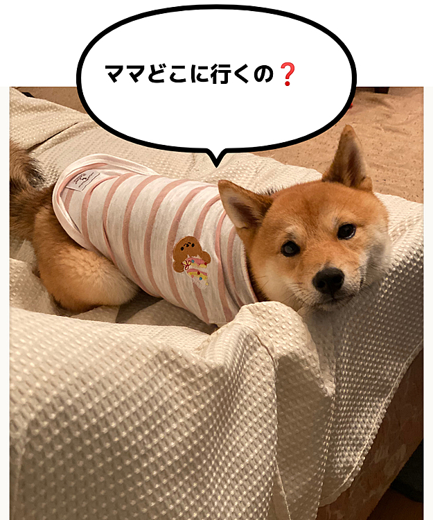ソファから立ち上がると私が何をするのか、どこに行くのかチェッしてるみたいです😅
寝てると思ったのに。。🤣