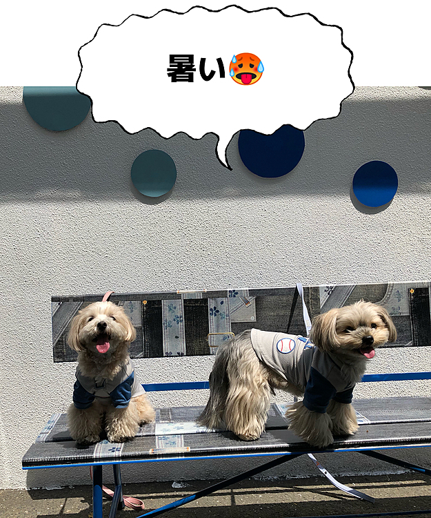 5/5 今日も暑くなりそうなので、午前中に美観地区までお散歩に行ってきました🐾
写真は美観地区内のデニムストリートのベンチにて🤳
10時にはもうすでに暑く、バテ気味の🐶🐶です😅
