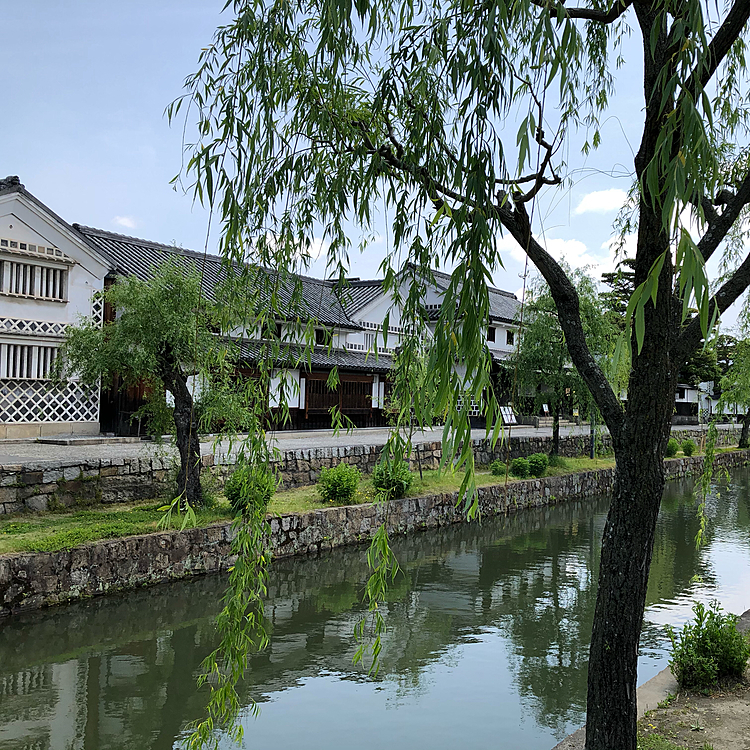 倉敷市の美観地区は県内で有数の観光地ですが、外出自粛で人がいません。時々散歩する地元民に会うだけで公園よりも人が少ないかも🤔
お散歩はしやすいけど、いつもの賑わいを思うと悲しいです😭
ちなみに倉敷市はコロナ感染者ゼロ。5/3には駅前の人出が昨年より80%減っていたそうです。