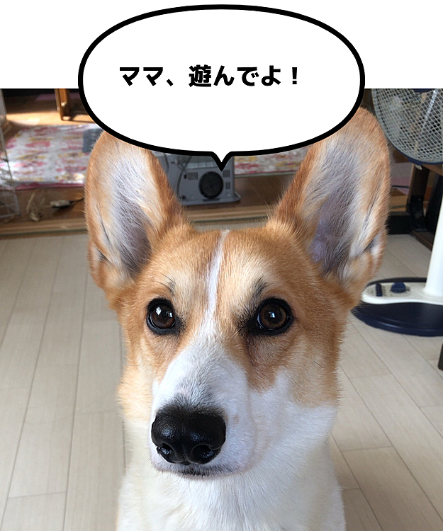 ゴロゴロ横になってる私の横で遊べの眼差し🤣
