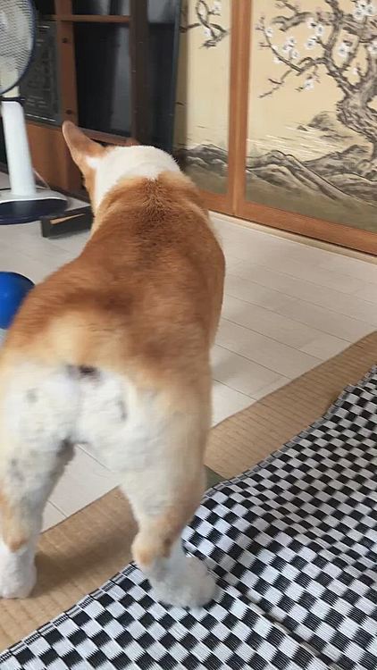 ではでは、今日は卵ボールで遊ぼうかっ😃
あれ？勢いが足りないよ？まある😃
