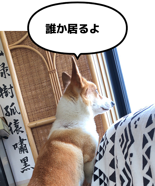 やっぱりお外がいーよね😃
近所の子供が外走ってるのを、ジーッと見てる😃一緒に遊びたいんだよね？
今は我慢だよ🌀