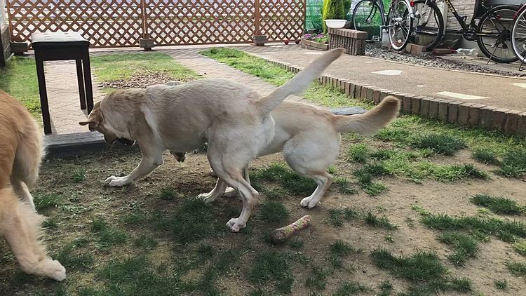 今日もライトとカレンは お決まりの追い駆けっこ🐕🐕💨💨
アリスもテンション上がっちゃったね⤴️🐶✨