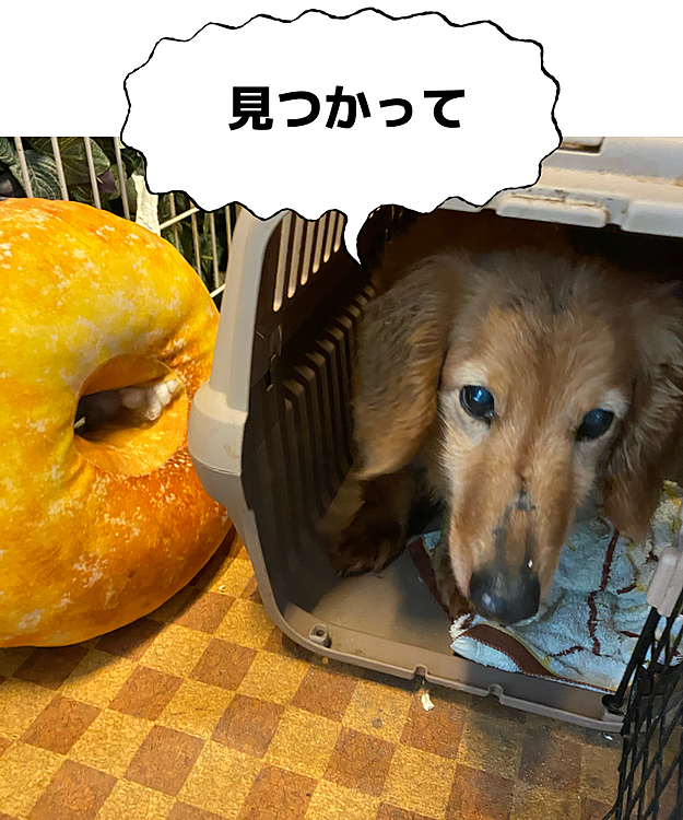 azuruの投稿