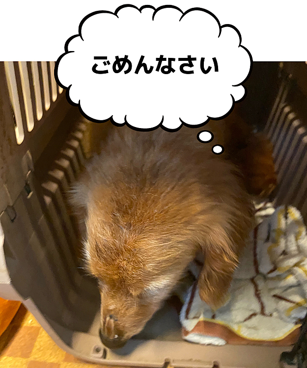 azuruの投稿