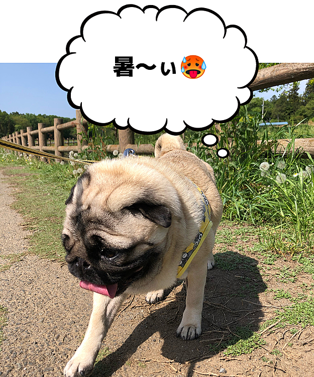 お散歩行ってきました🐶
暑すぎて、ししまる舌ペロ👅出ちゃってます🥵