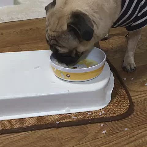 くるりのご飯タイム🍚散らかしすぎ🤣今日はちょっと量が多かったね😅