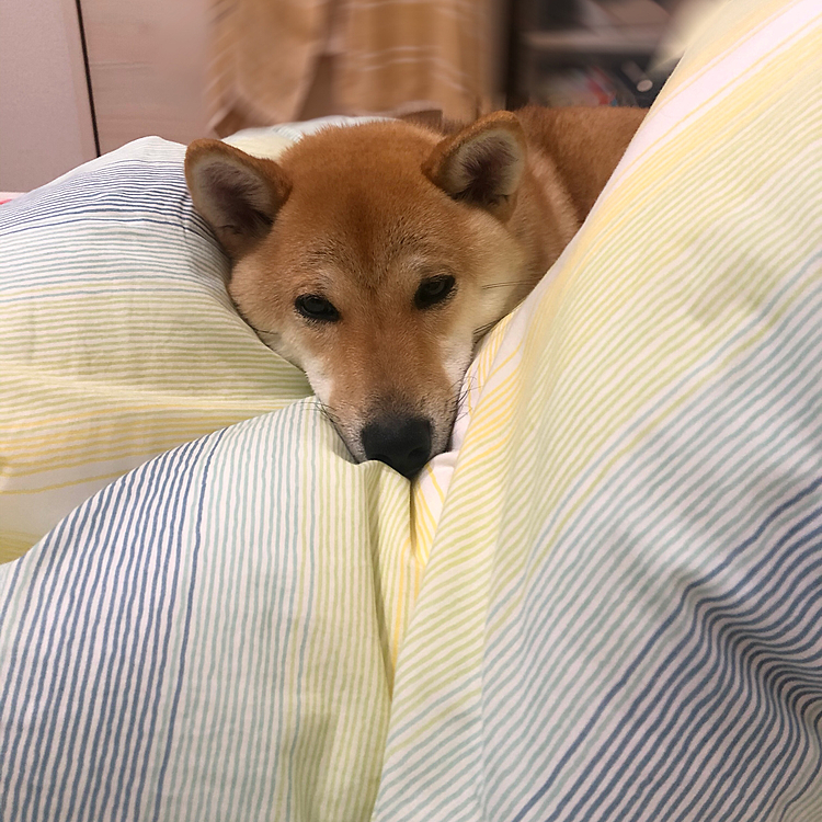 ふわふわが大好き☺️💤❤️