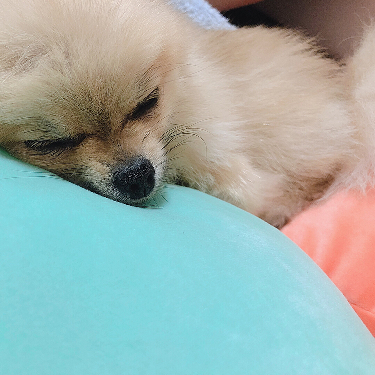 クッション全部買い替えたらさっそく自分のものにしていたよ🐶💕
気に入ったようだ❤️
