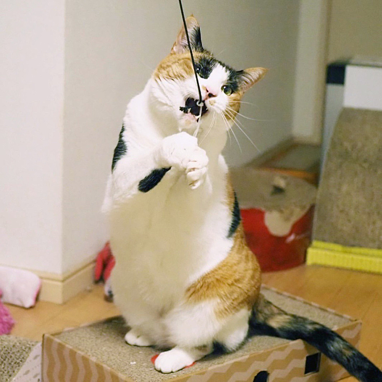 かみかみ攻撃にゃ