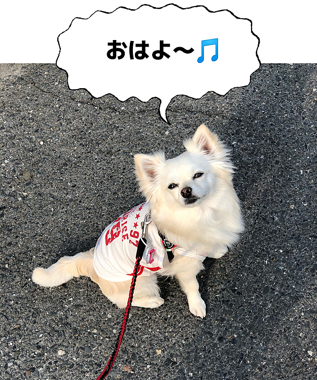 おはようございます😄🐶
小雪は今朝も元気いっぱい朝ん歩してきたよ🐾👣