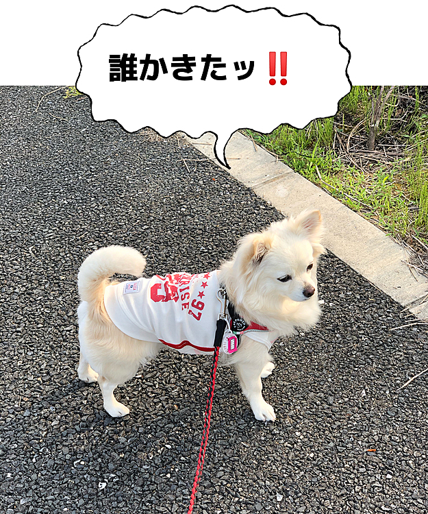 ウォーキングしてる見知らぬお爺やん🤣