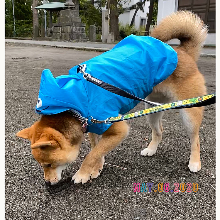 午前中ザーッ❗️と雨が降りましたが、その後やんだのでお散歩に行けました🐾
雨上がりはクンクン！ホリホリが長いです😅