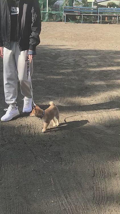 この神社では櫂が小さい頃、お散歩の練習をしてたなぁ、と懐かしくなりました😌💕