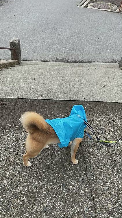 今では階段もひょいっ！と降りていきます✨
今日も元気に１時間のお散歩でした😊
