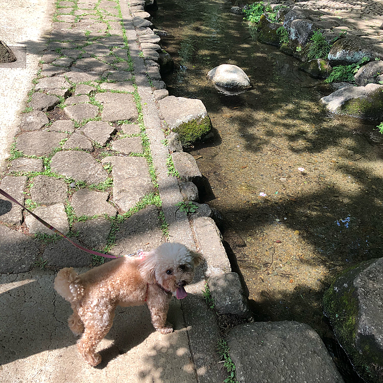 これまた昨日の写真ですが、お天気がとても良かったので近くの清流公園まで足を伸ばしてみました☺️
市内で有名な湧水の出ている公園なので、ザリガニ釣りをしている子ども達がいっぱいでした。コロナって？って錯覚してしまうくらいの人の入りです😓
とても冷たい水だったので、手だけでもつけて涼んできました✨