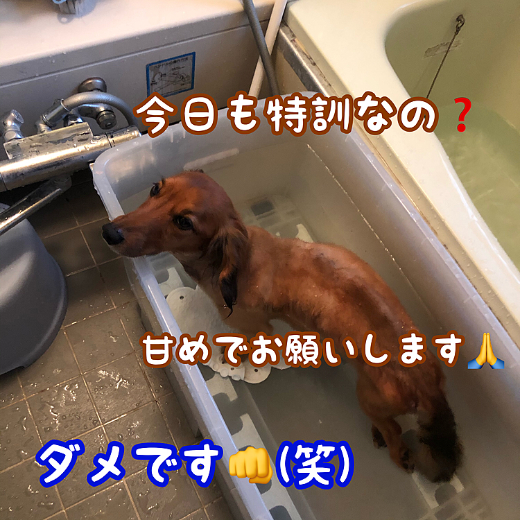 今日も仕上げはプールでのリハビリでした💡
いつもこんな事を言ってるかの様な目👀で見られますが…甘~~~い🤣🤣🤣(笑)