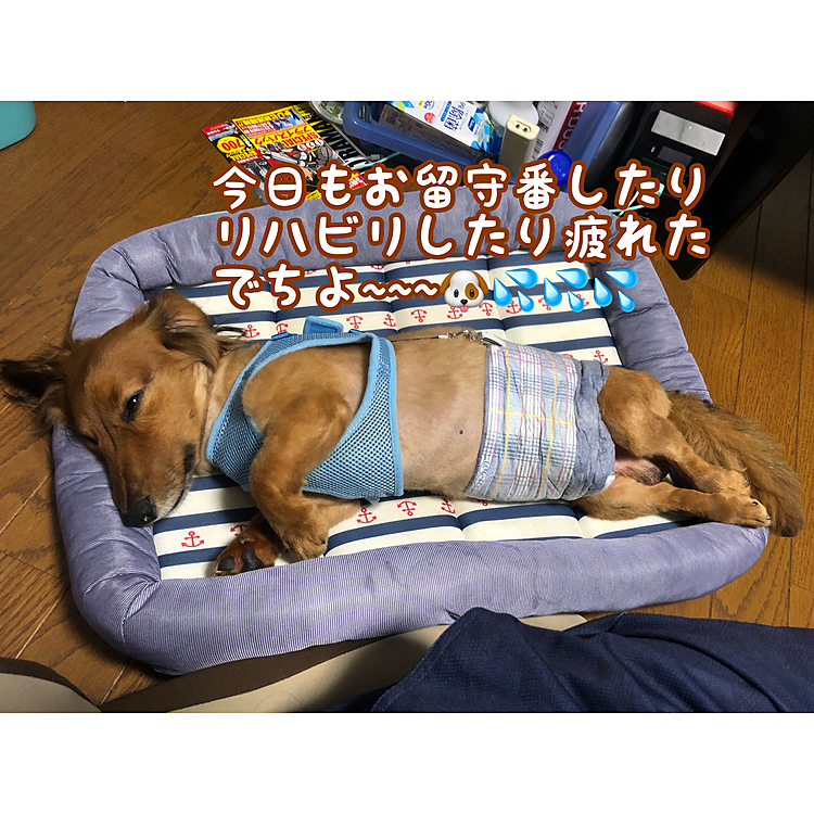 今日も疲れたね～💦
お留守番させたりリハビリ頑張ってたね👍
明日からは御主人様はお仕事だからお袋にしっかりリハビリしてもらうんだよ🤗🤗🤗