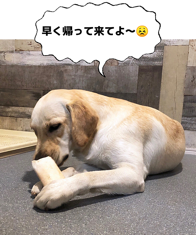 ワンコルームでは、大好きな骨🦴を齧って気を紛らせてるカレン🐶💧