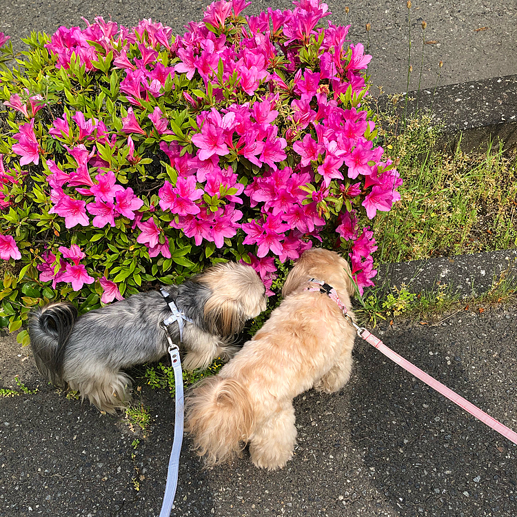 5/6のアサンポ🐾
相変わらず、気になるところがたくさんあり、のらりくらりの散歩です。
距離は1.8kmしか歩いてないのに、休憩もいれて1時間20分もかかってます🤷‍♀️